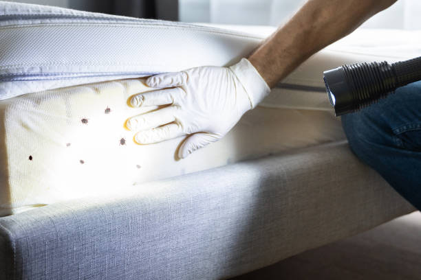 Best Ant Control Services  in Palmetto, GA