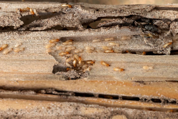 Best Pest Control for Restaurants  in Palmetto, GA